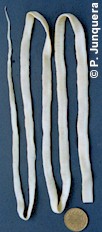 Ejemplar adulto conservado de un cestodo típico (Moniezia benedeni). La cabeza se sitúa arriba a la izquierda.