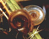 Planorbis snails, typical intermediate hosts of several fluke species. Image from www.ittiofauna.org.