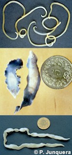 From top to down: adult roundworm (Asacaris suum), adult giant fluke (Fasciola gigantica), tapeworm (Taenia taeniaeformis)