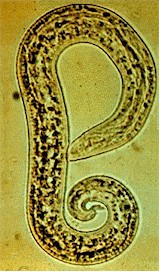 Ejemplar de Aelurostrongylus abstrusus. Imagen tomada de www.koi-treff.ch