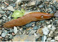 Typical slug (Arion lusitanicus). Picture from Wikipedia Commons