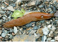 Típica babosa  (Arion lusitanicus). Imagen tomada de Wikipedia Commons