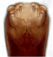 Head of Ancylostoma caninum, with teeth. Picture from Wikipedia Commons.