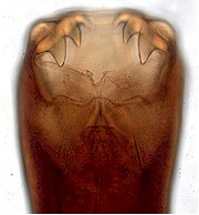 ANCYLOSTOMA spp, parasitic hookworms of DOGS and CATS. Biology ...