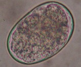 Egg of Ancylostoma caninum. Picture from Wikipedia Commons
