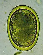 Egg of Ascaridia spp. Picture from www.vetklinika-laborator.blog.cz