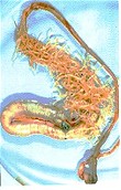Intestino infectado con Ascaridia galli. © J. Kaufmann / Birkhäuser Verlag