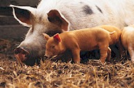 Ascaris suum afecta sólo a porcinos y es el helminto más dañino para este ganado