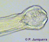 Cápsula bucal de Bunostomum trigonocephalum