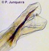 Bolsa copulatriz y espículas de un macho adulto de Bunostomum trigonocephalum.