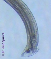 Bolsa copulatriz de un macho adulto de Chabertia ovina.