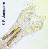 COOPERIA spp, parasitic roundworms of CATTLE, SHEEP and GOATS. Biology ...