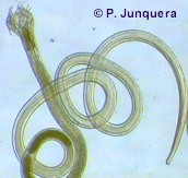 Macho adulto de Cooperia curticei, otra especie que ha desarrollado resistencia a los antihelmínticos en muchos lugares, sobre todo en bovinos