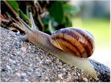 Caracol común (Helix spp). Imagen tomada de Wikipedia Commons