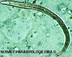 Crenosoma vulpis larve. Picture from www2.vet-lyon.fr