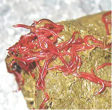 Adults cyathostomins on horse feces. Image from www.vetsonline.com