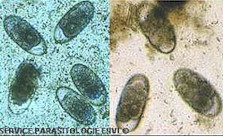 Eggs of cyathostomines. Image from www3.vetagro-sup.fr