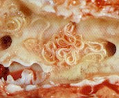 Adult Dictyocaulus viviparus in the trachea of a cow. © J. Kaufmann / Birkhäuser Verlag