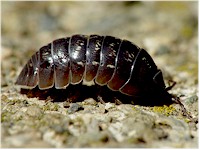 Armadillidium vulgare, cochinilla de la humedad, vector de Acuaria spiralis. Imagen tomada de Wikipedia Commons