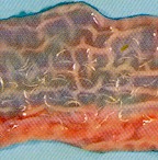 Adult Globocephalus urosubulatus worms in the small intestine of a pig. © J. Kaufmann / Birkhäuser Verlag