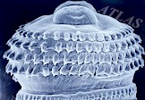 Head of adult Gnathostoma hispidum with typical hook rows. Picture from www.atlas.or.kr