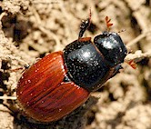 Adult Aphodius beetle. Picture from Wikipedia Commons