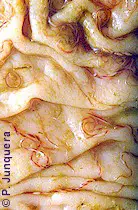Ejemplares de Haemonchus en el estómago de un ovino