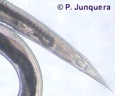 Los organofosforados sólo controlan helmintos estomacales, p.ej. del género Haemonchus mostrado en la imagen