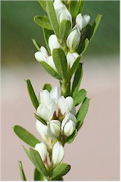 Chinese bushclover (Sericea lespedeza). Picture from Wikipedia Commons.