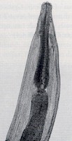 Extremo anterior de un adulto de Metastrongylus. © J. Kaufmann / Birkhäuser Verlag