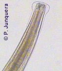 Nematodirus spathiger showing the swollen head.