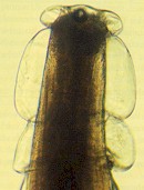 Cabeza de adulto de Oesophagostomum radiatum con vesícula cefálica contraída. © J. Kaufmann / Birkhäuser Verlag