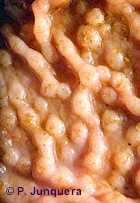 Nódulos en el cuajar de un ovino provocados por larvas de Teladorsagia circumcincta