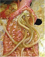 Parascaris equorum en el intestino de un potrillo. Imagen de Tetiana Kuzmina tomada de www.download.e-bookshelf.de