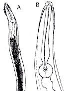 Adult Skrjabinema spp (A) and anterior end (B). © J. Kaufmann / Birkhäuser Verlag