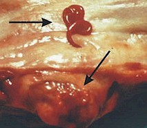 Ejemplar adulto de Spirocerca lupi (flecha superior) y nódulo (flecha inferior). Imagen tomada de felipedia.org