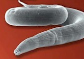 Ejemplar adulto de S. papillosus. Imagen de Jürgen Berger / Max Planck Institute for Developmental Biology