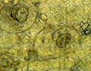 Microscopic section through skeletal muscle showign larvae in their cysts. © J. Kaufmann / Birkhäuser Verlag