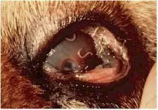 Thelazia spp in the eye of a cow. Picture from vetbook.org