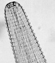 Anterior part of an adult Thelazia worm with characteristic cuticular striation. © J. Kaufmann / Birkhäuser Verlag