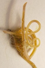 Toxocara cati, adult worms. Picture from Wikipedia Commons
