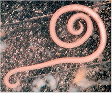 Adult Toxascaris leonina. Picture from www.vettorg.net