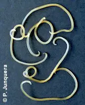 Toxocara canis, adult worms