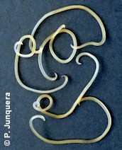 Toxocara canis, adult worms