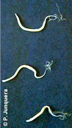 TRICHURIS spp, nematodos parásitos del grueso en el GANADO BOVINO, OVINO y PORCINO, PERROS y GATOS: biología, y