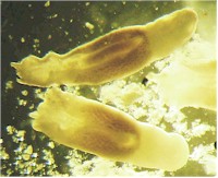 ALARIA spp, INTESTINAL FLUKES of DOGS and CATS, PIG and POULTRY ...