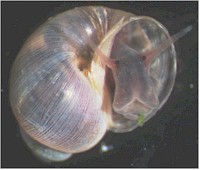 Caracol del género Bulinus, hospedador intermediario de Gastrodiscus aegyptiacus. Imagen tomada de wikipedia.commons