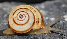 Snail of the genus Theba, intermediate host of lancet flukes. Picture from Wikipedia Commons
