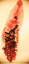 Ejemplar adulto de Dicrocoelium. Imagen tomada de www.uco-bn.fr