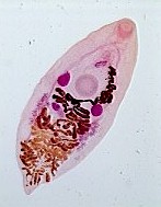 Adult Eurytrema pancreaticum. Picture from www.ym.edu.tw 